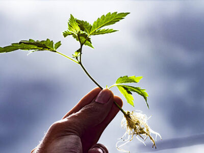 Buy Marijuana Clones