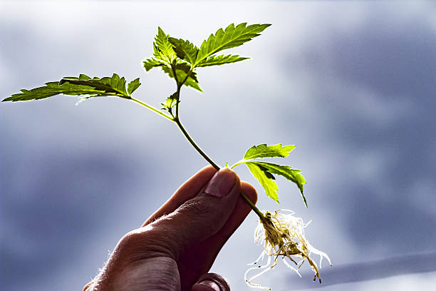 Buy Marijuana Clones