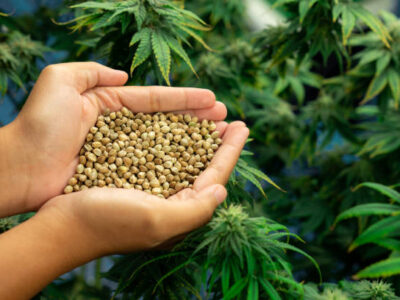 Buying Marijuana Seeds Online