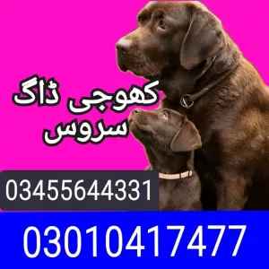 Army dog center 03010417477 5 fg 6a3dca6dc85f5 2026 06 26 00 40 13